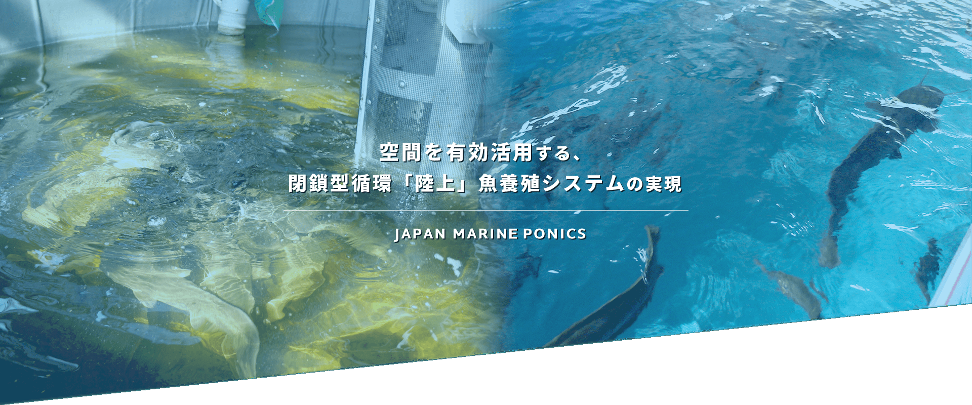 空間を有効活用する閉鎖型循環「陸上」魚養殖システムの実現