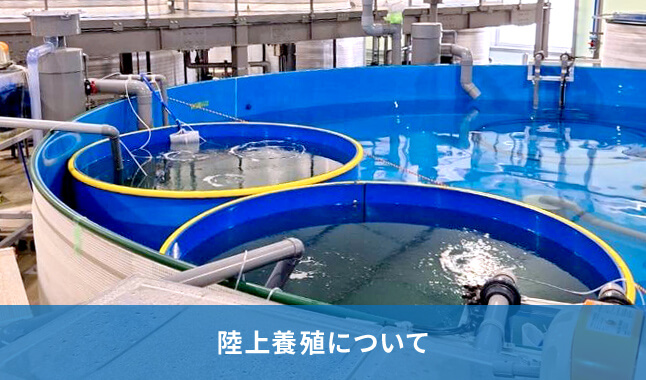 陸上養殖について